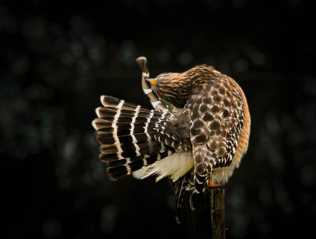 a bird cleaning its wings/feathers