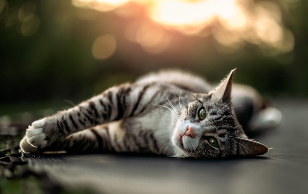 cat laying down and looking at camera with backlight