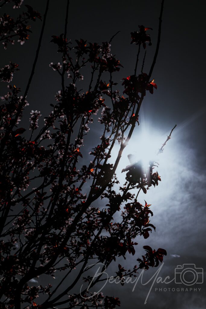 moonlight backlighting some tree branches